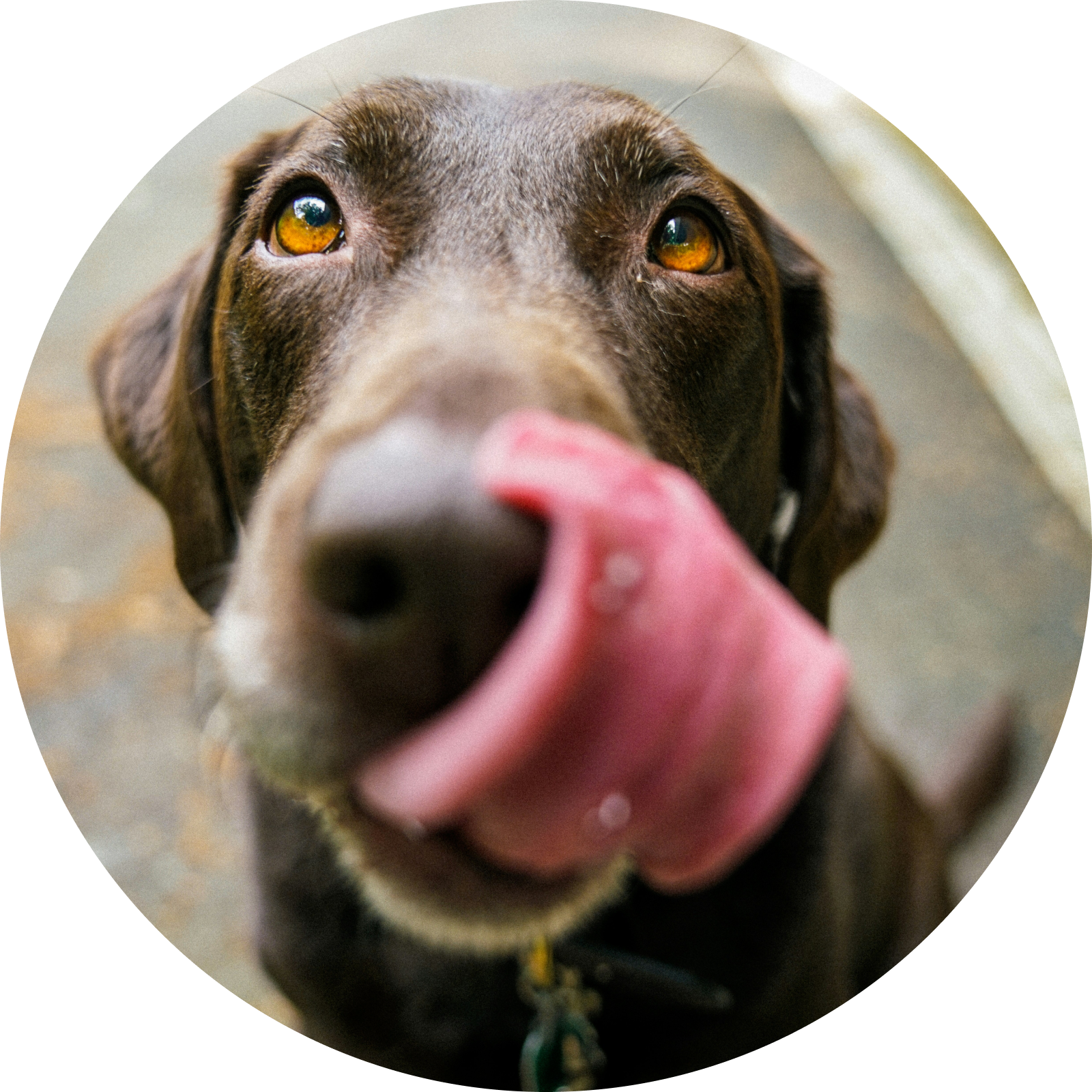 Sveriges Hundrapport